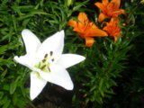 IMGP4662.JPG