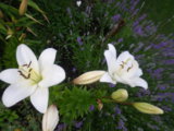 IMGP4755.JPG