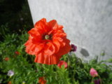 IMGP4676.JPG