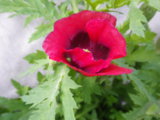 IMGP4724.JPG
