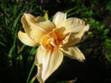 IMGP4935.JPG