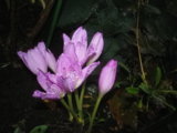 IMGP5228.JPG