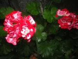 IMGP5267.JPG