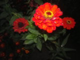IMGP5282.JPG