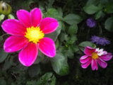 IMGP5286.JPG