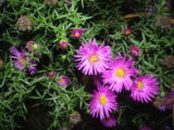 IMGP5295.JPG