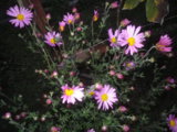 IMGP5309.JPG