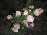IMGP5290.JPG
