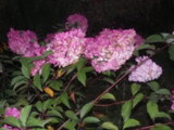 IMGP5300.JPG