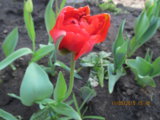 IMG_2665.JPG