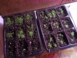 DSCN0175.JPG