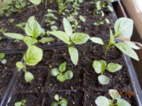 DSCN0180.JPG