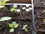 DSCN0184.JPG