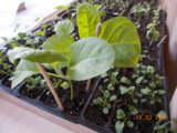 DSCN0186.JPG