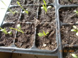 DSCN0215.JPG