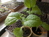 DSCN0219.JPG