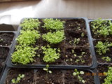 DSCN0221.JPG