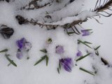 IMG_20250410_143710_1.jpg