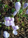 IMG_20250413_161456_1.jpg