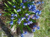 IMG_20250427_124345_1.jpg