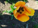 IMG_20250520_154456_1.jpg