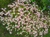 IMG_20250527_181153.jpg