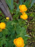 IMG_20250527_181222_1.jpg