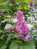 IMG_20250529_200751_1.jpg