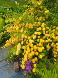 IMG_20250605_162635_1.jpg