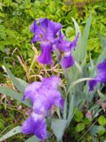 IMG_20250611_194257_1.jpg