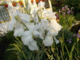 DSCN0078.JPG