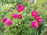 DSCN0073.JPG