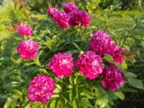 DSCN0084.JPG