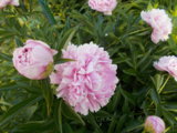 DSCN0088.JPG