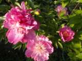 DSCN0090.JPG