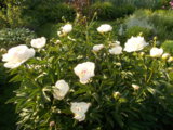 DSCN0092.JPG