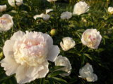 DSCN0095.JPG