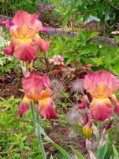 IMG_20250618_183957.jpg