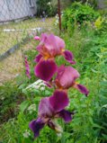 IMG_20250628_192647_1.jpg