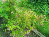 IMG_20250704_122727_MP.jpg