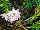 IMG_20250711_184320.jpg