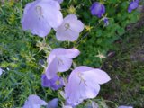 IMG_20250711_184303.jpg
