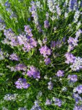 IMG_20250715_170410_1.jpg