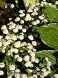 IMG_20250715_170634_1.jpg