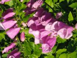 IMG_20250715_170728.jpg