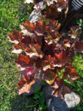 IMG_20250711_184847_1.jpg