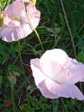 IMG_20250715_171543.jpg
