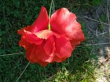 IMG_20250715_170831_1.jpg