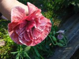 IMG_20250718_180134_1.jpg