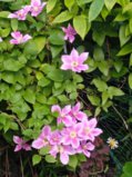 IMG_20250722_163547.jpg